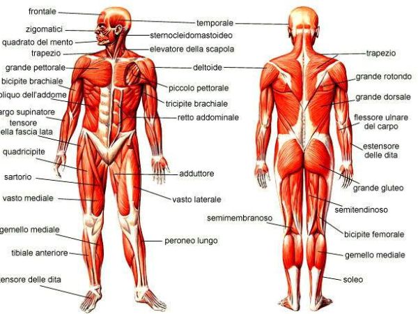 Corso di anatomia esperienziale