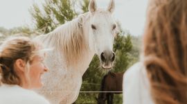 Home 169 Equipoise: workshop sulle fondamenta di Horse Constellations
