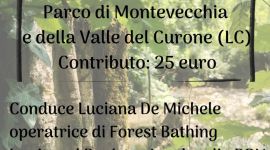 Eventi 166 Forest bathing dell’equinozio d’autunno