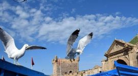 Eventi vicino a te 271 casablanca