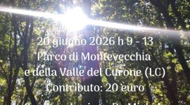 Eventi vicino a te 31 Locandina Forest solstizio estate 26