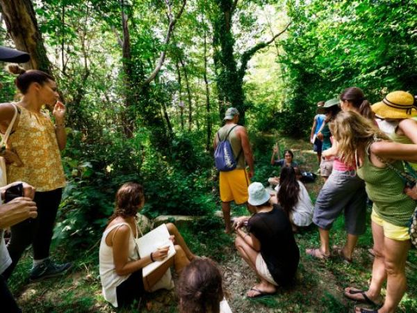Le piante selvatiche: riconoscimento, usi e impiego in cucina