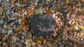 Home 108 Surrender to the Season: un viaggio autunnale di yoga e sound bath