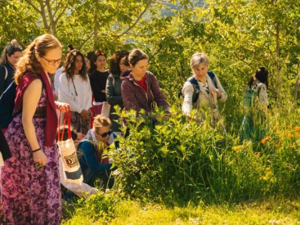 Erbe selvatiche e officinali: riconoscimento, cosmesi e salute