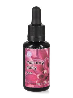morning glory fiori californiani dose 737986 1